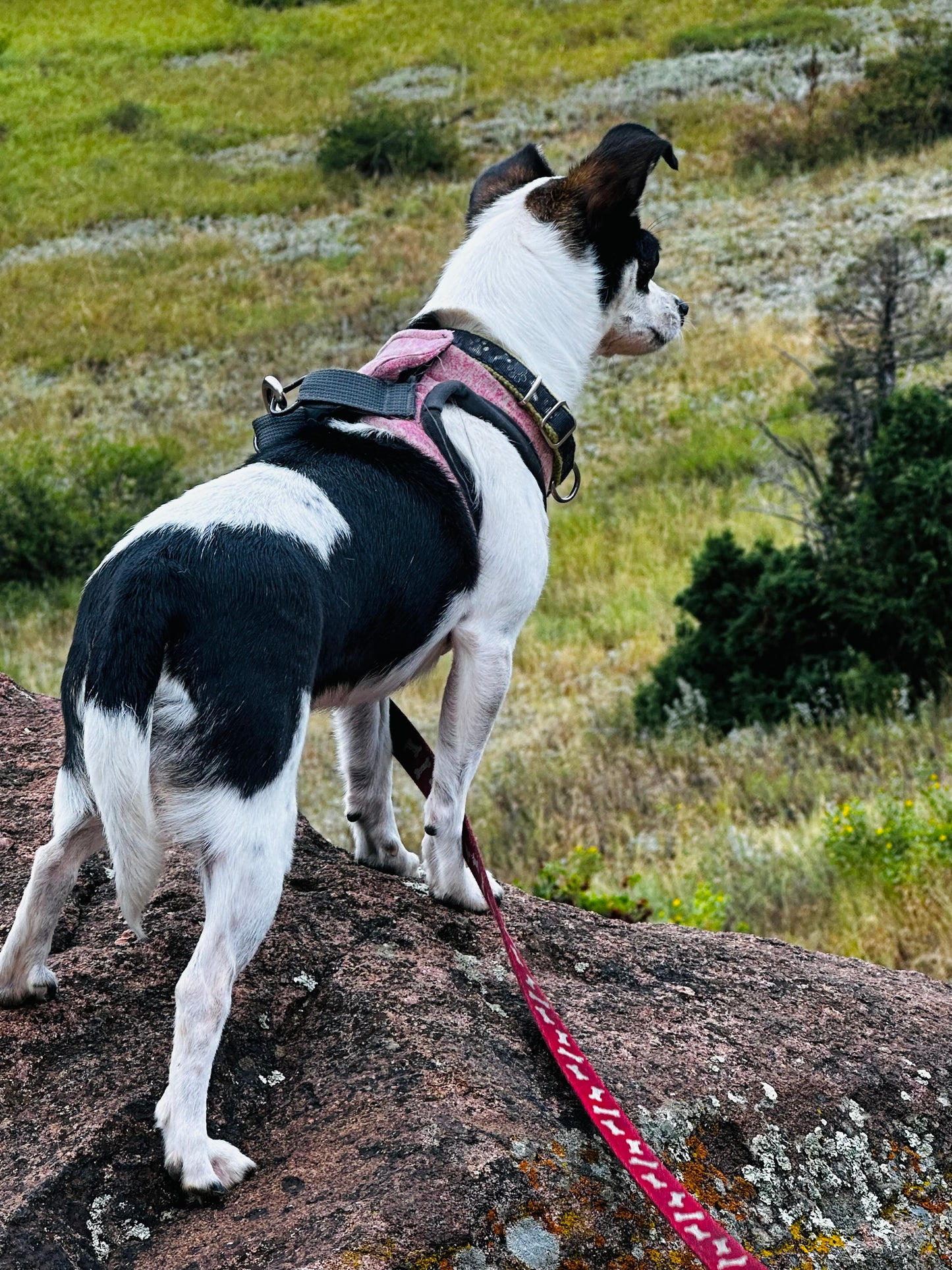 Reese - Female Chihuahua  - 1 Year Old