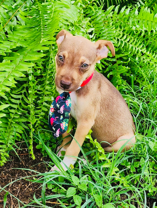 Chip - Male Chihuahua Terrier Mix - Puppy