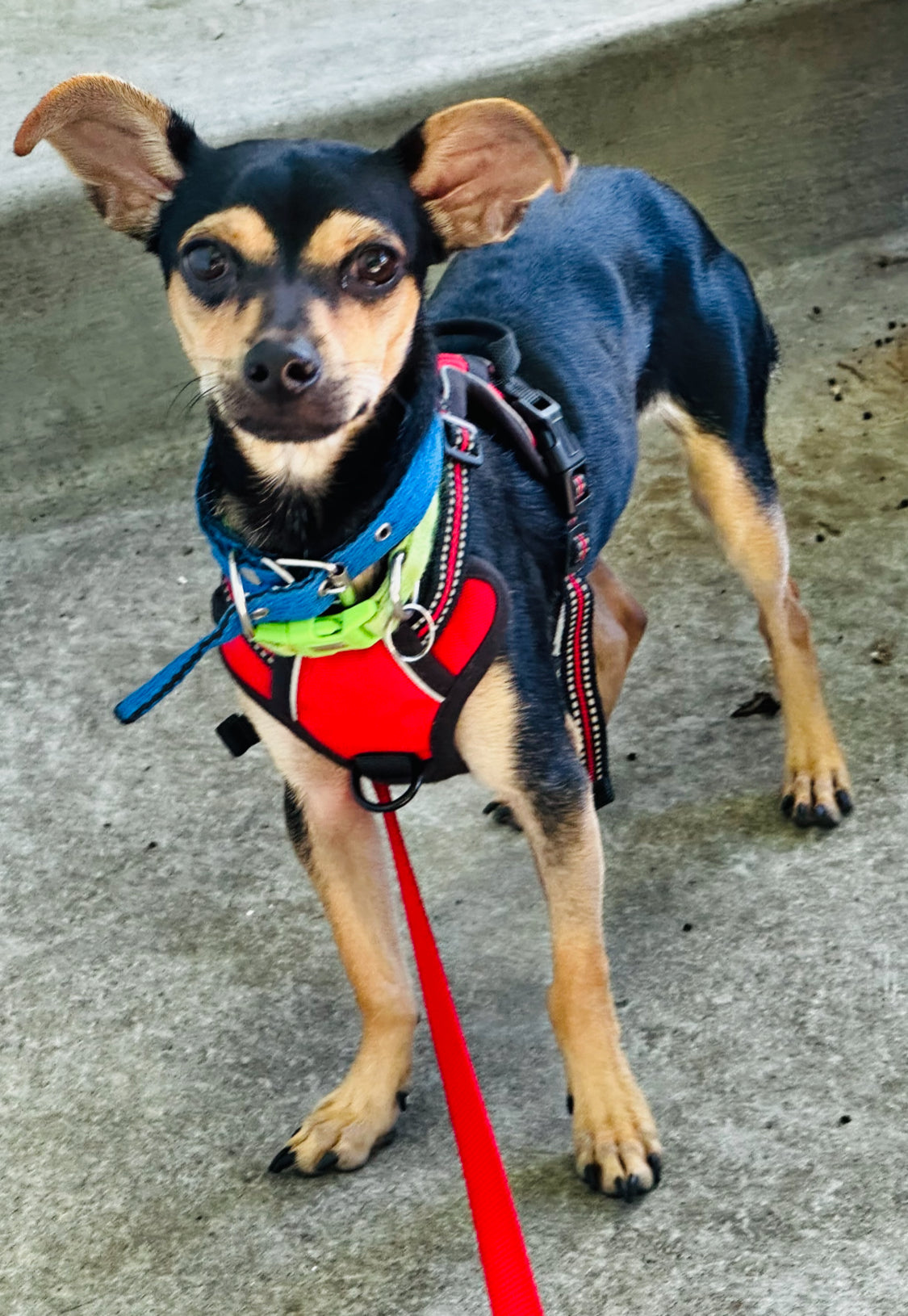 Wall-E - Male Chihuahua Mix - 1 Year Old