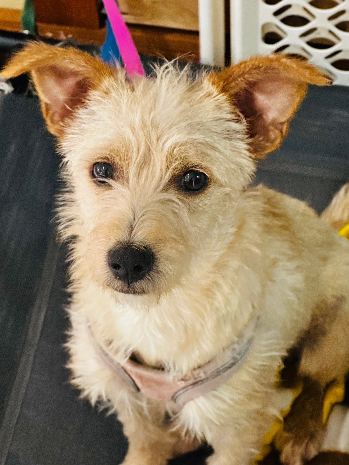 Precious - Female Terrier Mix - Puppy