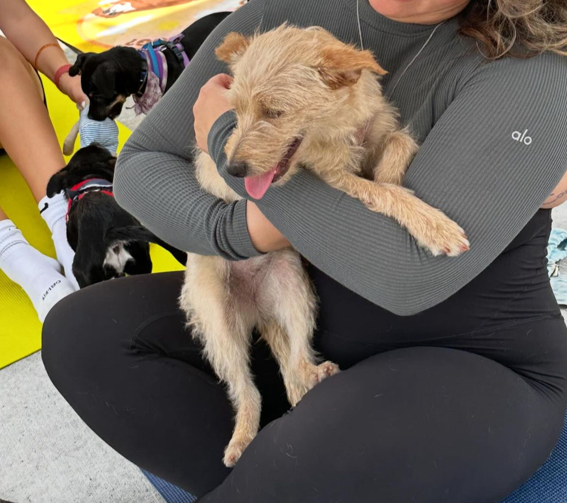 Precious - Female Terrier Mix - Puppy