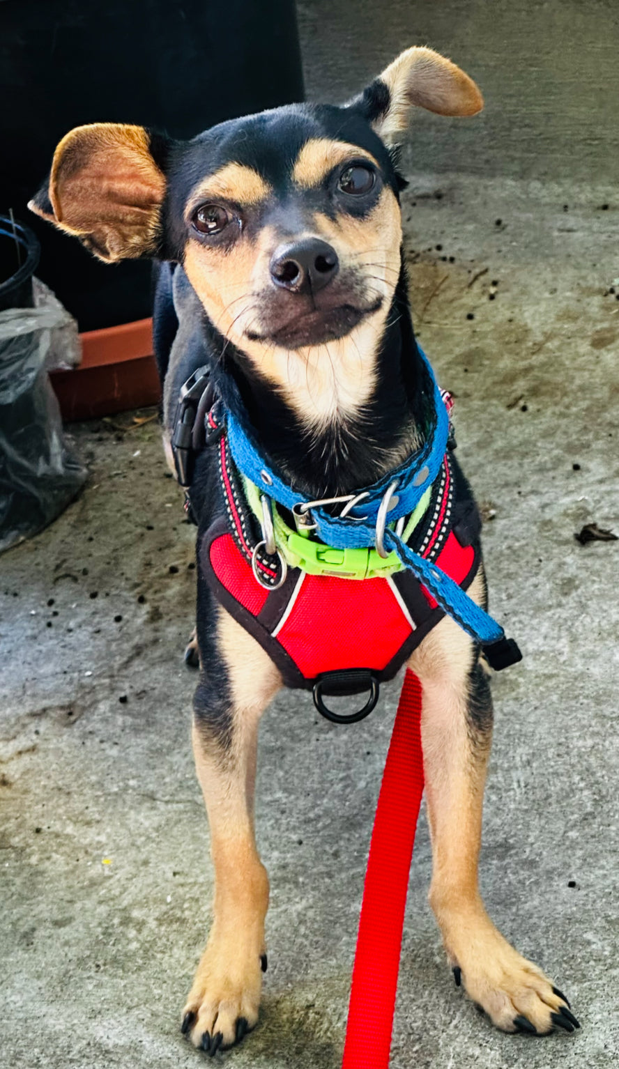 Wall-E - Male Chihuahua Mix - 1 Year Old