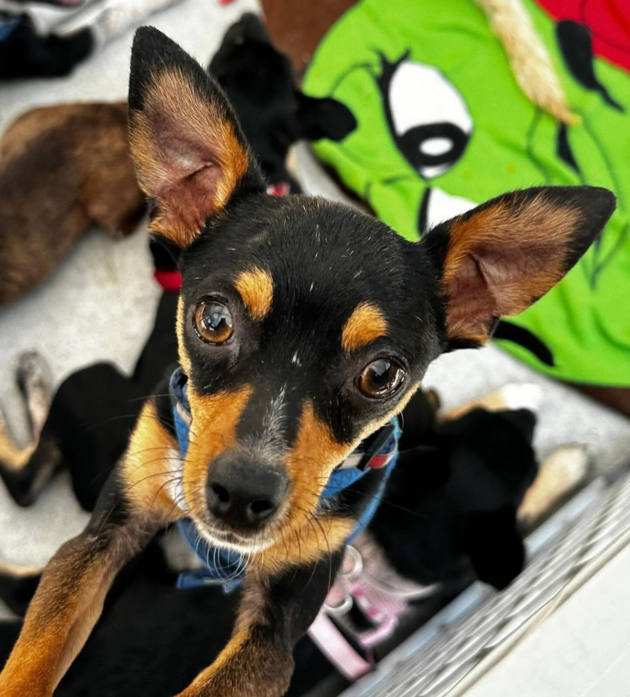 Prince - Male Chihuahua  - 1 Year Old