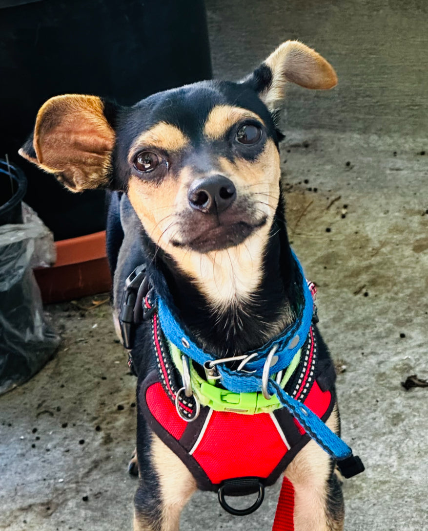 Wall-E - Male Chihuahua Mix - 1 Year Old