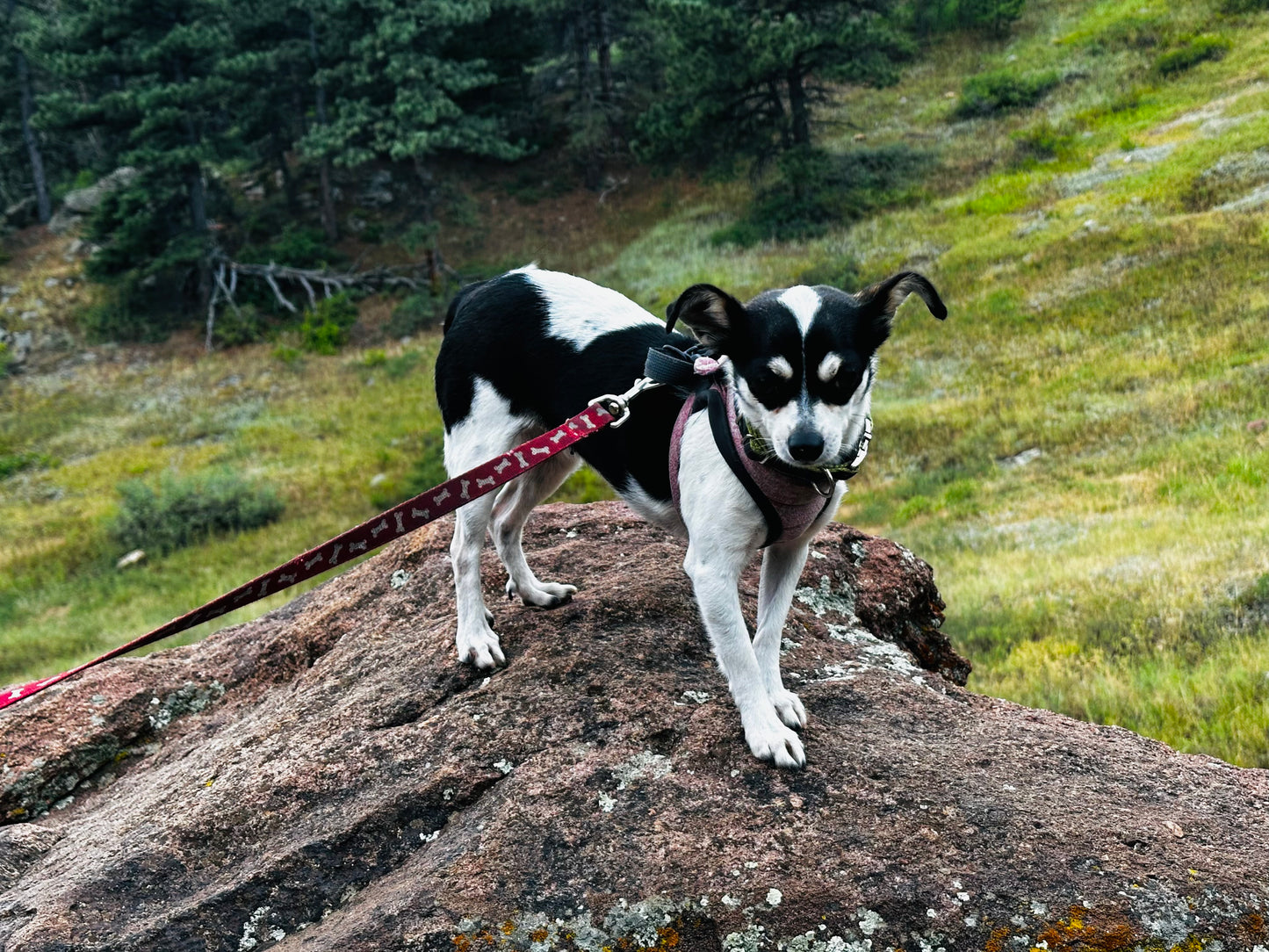 Reese - Female Chihuahua  - 1 Year Old