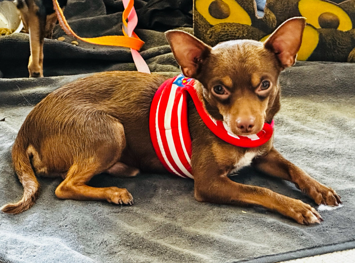 Fabio - Male Chihuahua  - 1 Year Old