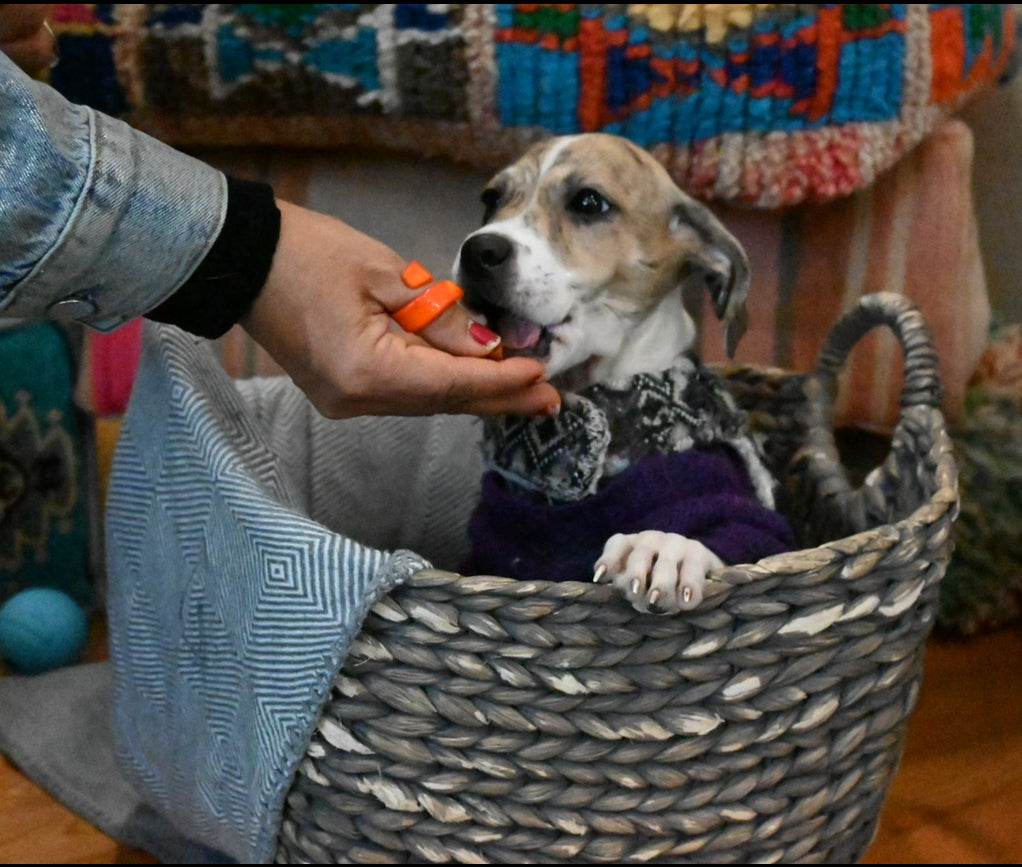 Tetris - Male Beagle Mix - Puppy