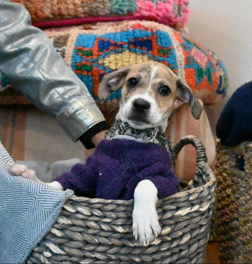 Tetris - Male Beagle Mix - Puppy