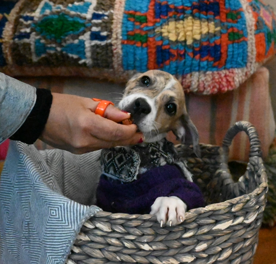 Tetris - Male Beagle Mix - Puppy