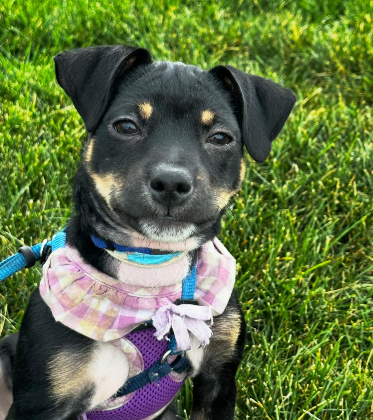 Tulip - Female Mini Pincher Chihuahua Mix - Puppy