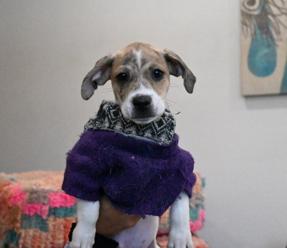 Tetris - Male Beagle Mix - Puppy