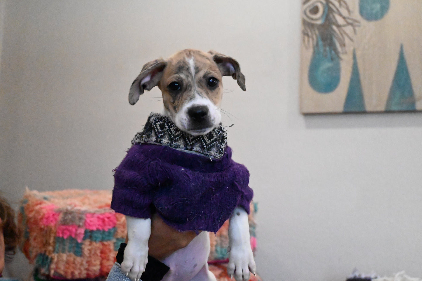 Tetris - Male Beagle Mix - Puppy